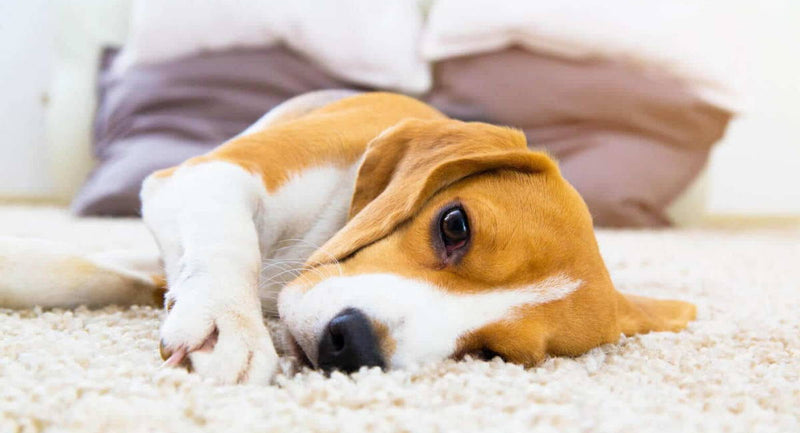 Does Passive Smoking Harm My Pet?